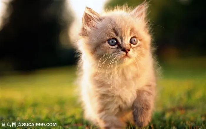 可爱猫咪-毛绒绒得小猫咪