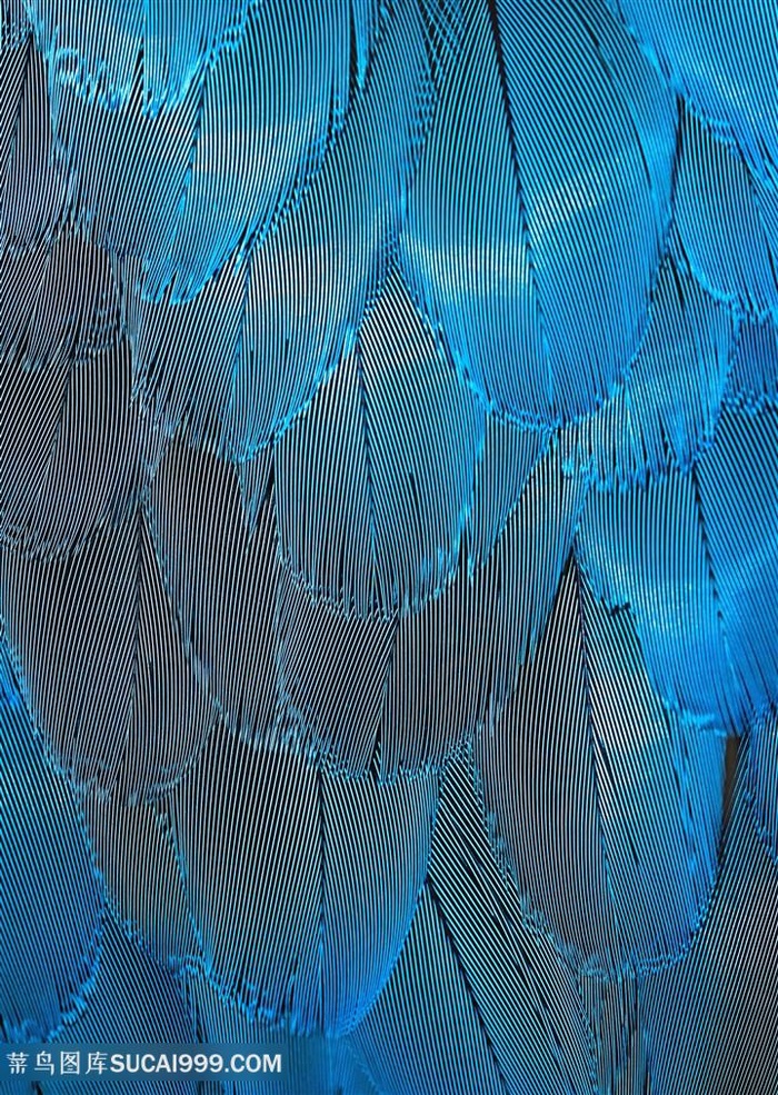 完美鸟类羽毛微距背景图片