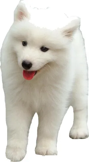 萨摩耶 PNG免抠