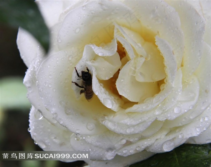 纯洁的白玫瑰精美摄影