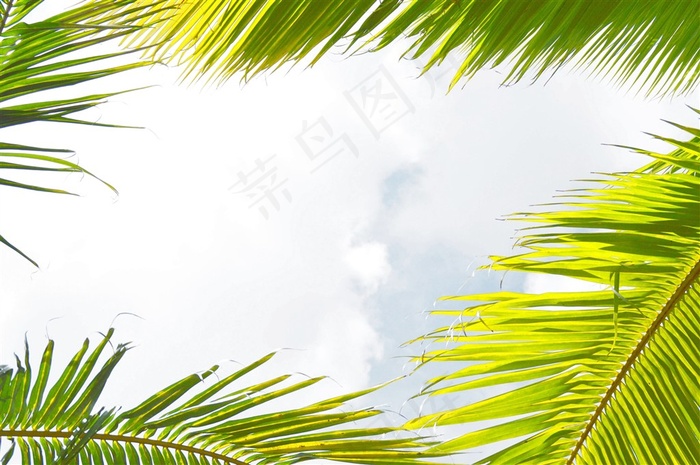 蓝天下的椰子树图片