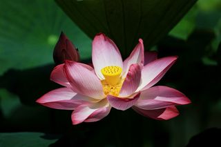 荷花荷叶摄影图