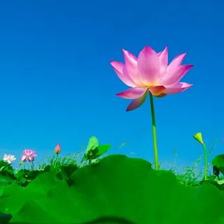 绿叶荷花图片 绿叶荷花图片
