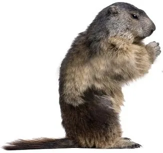 海狸 PNG免抠(326x305)