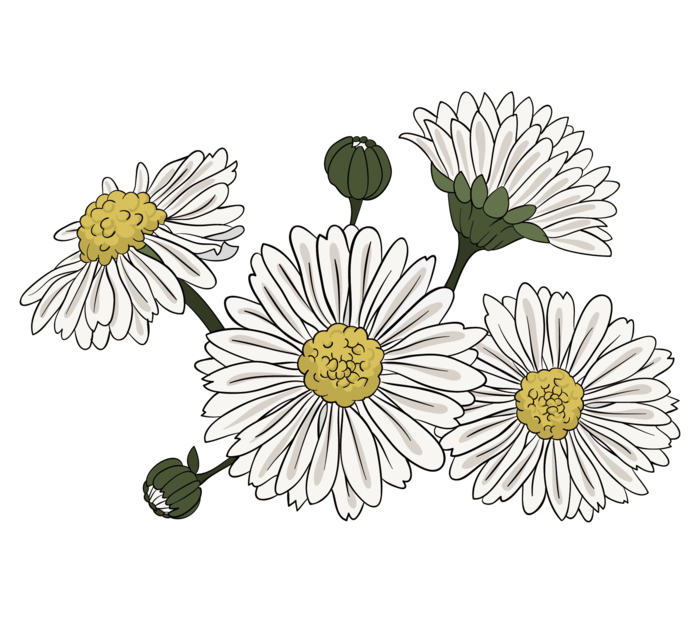 雏菊 手绘图