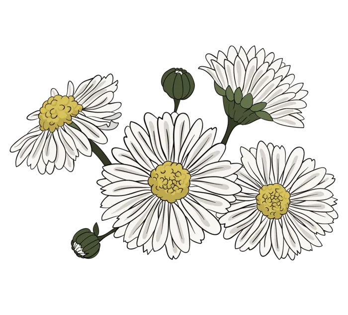 雏菊 手绘图