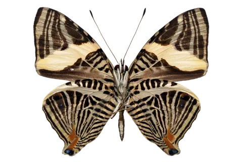 蝴蝶 彩蝶 花蝴蝶 动物 昆虫 免抠 蝴蝶 彩蝶 花蝴蝶 动物 昆虫 免抠