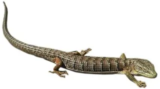 蜥蜴 PNG免抠