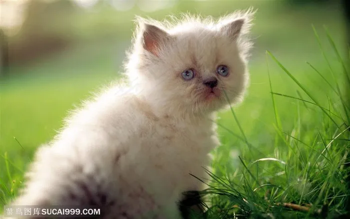 可爱猫咪-可爱的白色幼猫
