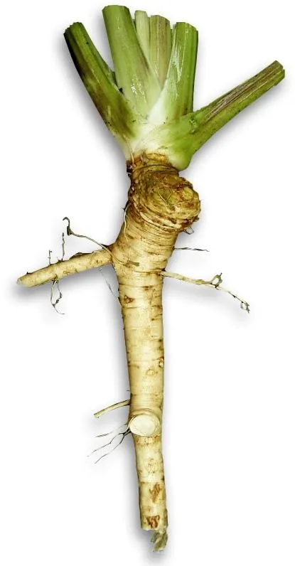 辣根 PNG免抠(415x796)