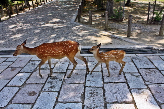 公园梅花鹿图片