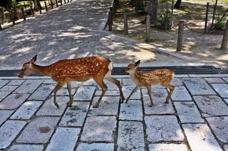 公园梅花鹿图片