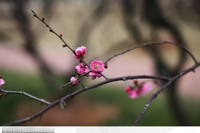 梅花情缘-树枝上的小花苞