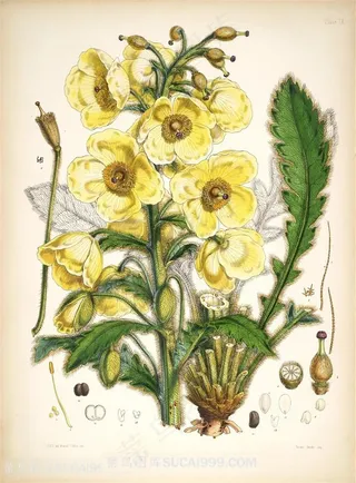 高清水彩小黄花插画