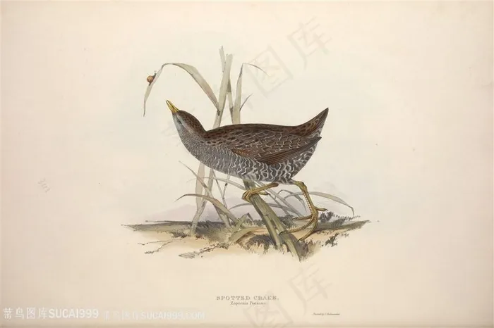 欧洲鸟时尚高清彩绘挂画