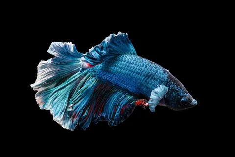 蓝色深海观赏鱼图片 蓝色深海观赏鱼图片