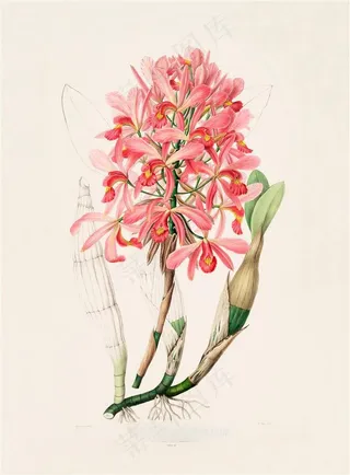 高清红色兰花图集手绘插画