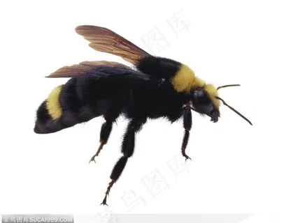 昆虫世界-黑色的马蜂