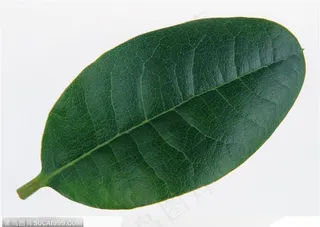 漂亮树叶-墨绿色椭圆形叶片