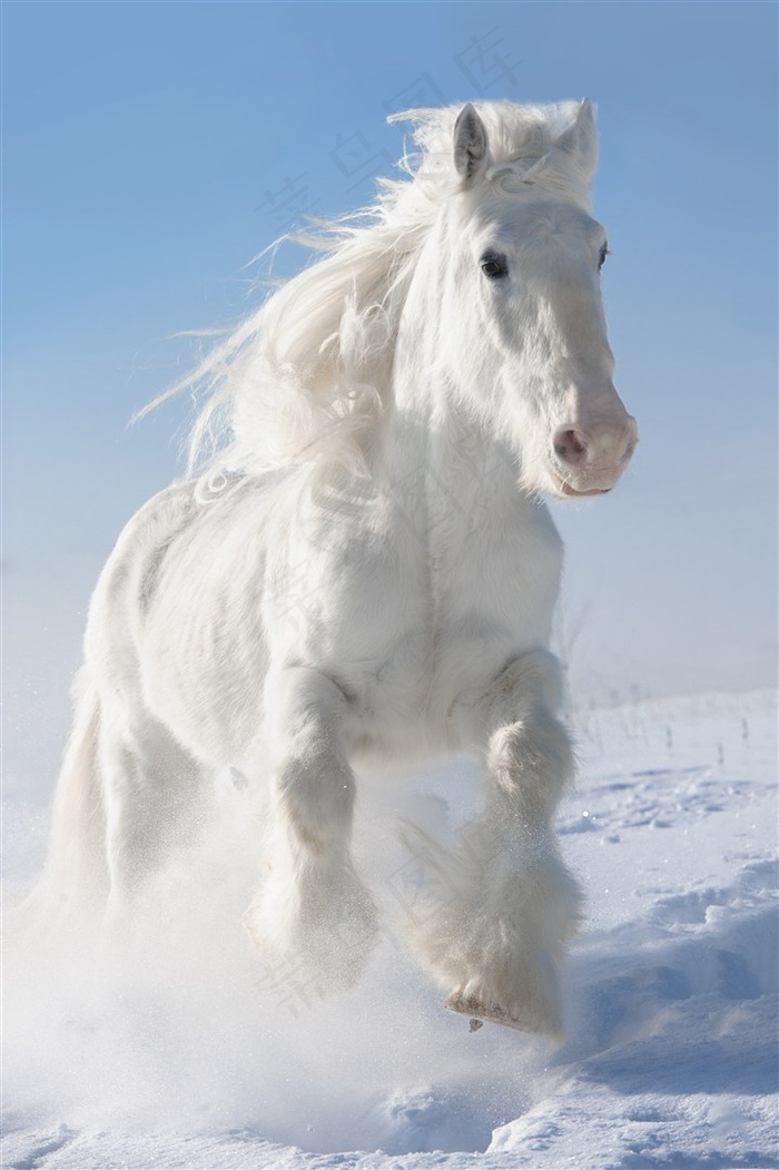 雪白的白色骏马图片