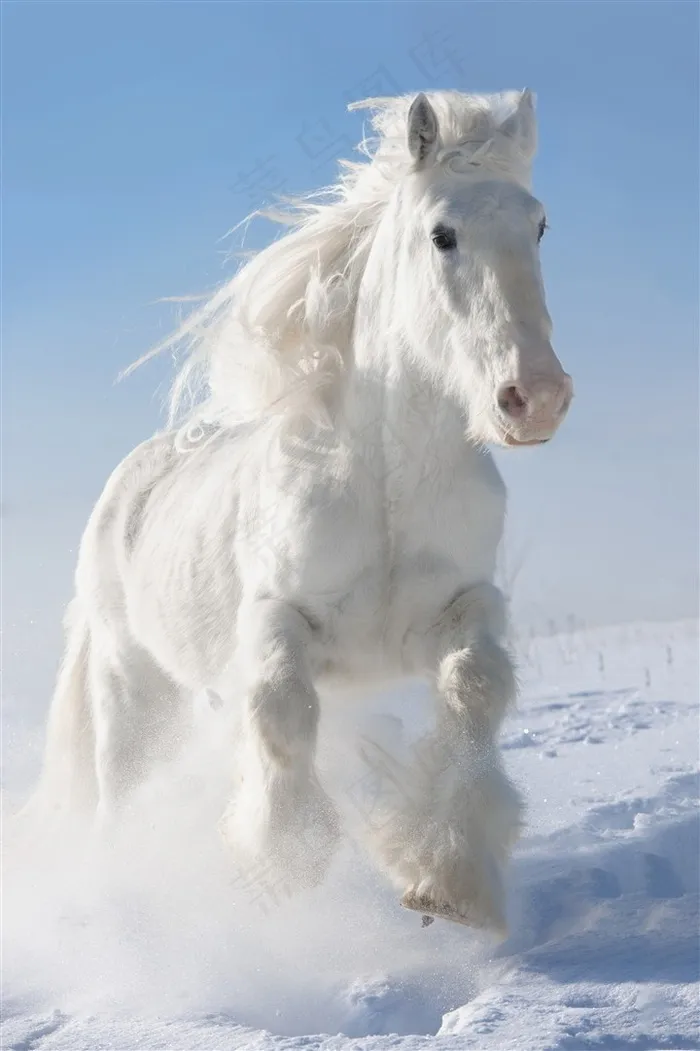 雪白的白色骏马图片