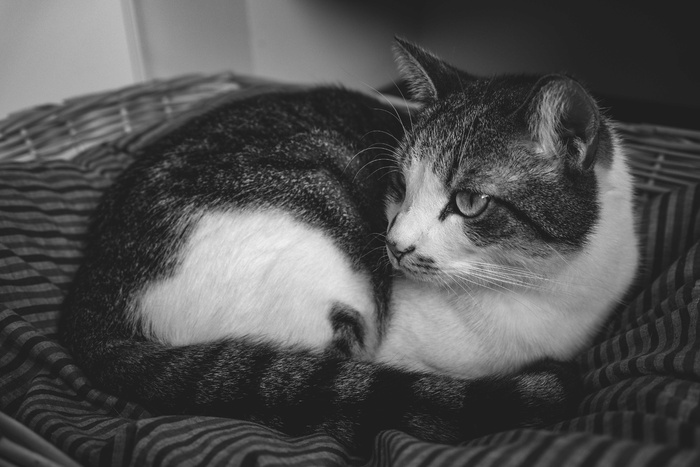 可爱猫咪猫猫摄影素材