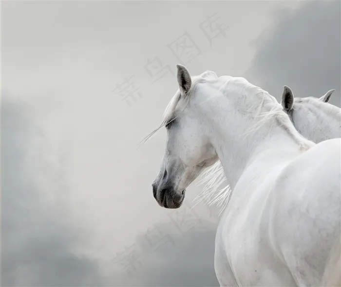 正在行走的白色骏马写真
