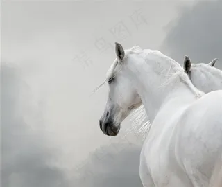 正在行走的白色骏马写真