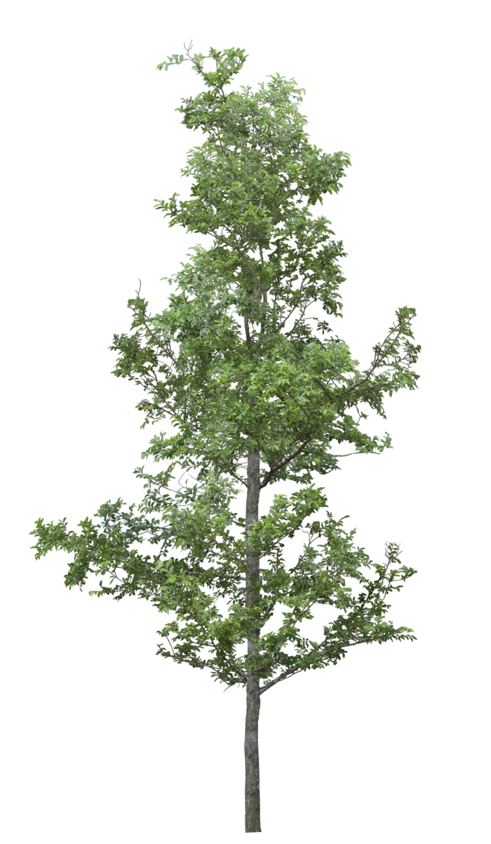 高清树木素材 免抠PSD植物素材 美术绘画园林贴图 树草灌木花草