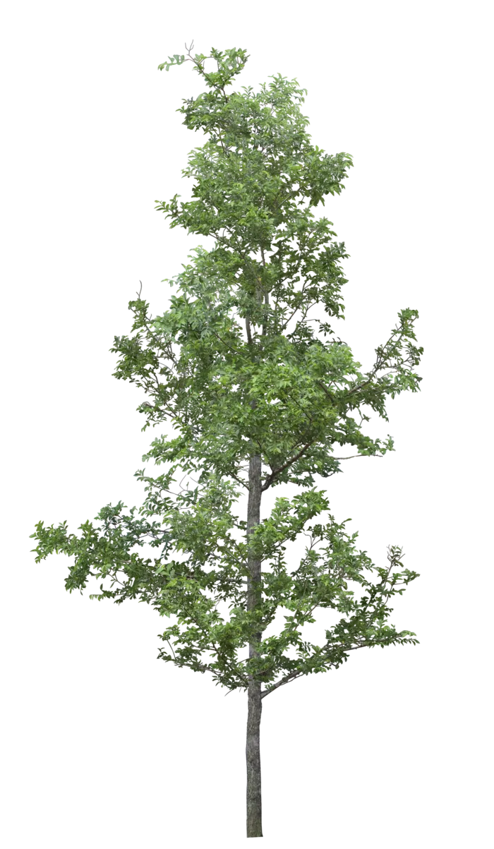 高清树木素材 免抠PSD植物素材 美术绘画园林贴图 树草灌木花草