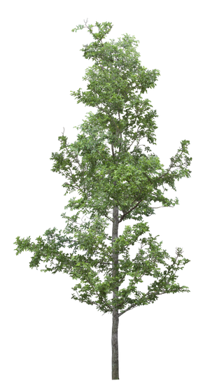 高清树木素材 免抠PSD植物素材 美术绘画园林贴图 树草灌木花草