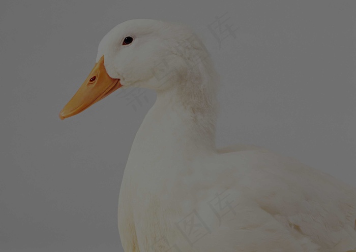 家禽 30
