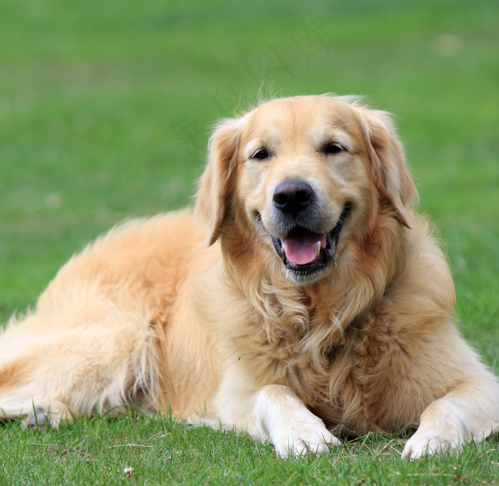 美式纯种金毛犬图片