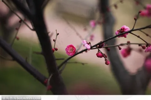 梅花情缘-盛开的红色梅花