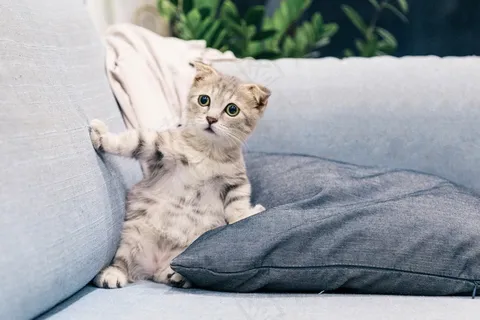 小猫坐着图片 小猫坐着图片