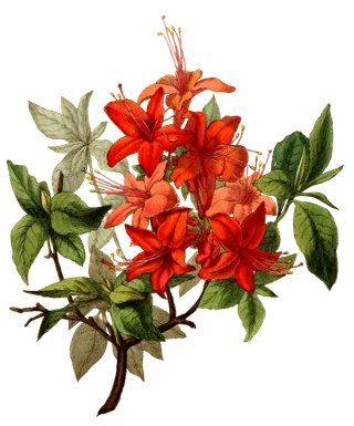 复古手绘植物花卉插画(41)