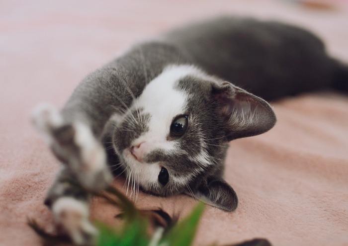 可爱猫咪猫猫摄影素材
