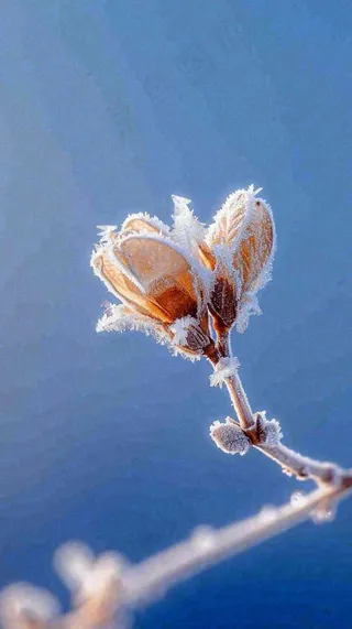 冬天白霜覆盖的植物立冬霜降小雪大雪冬至摄影图