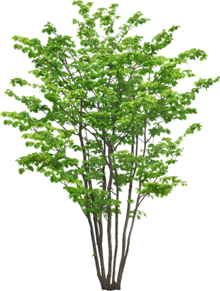 高清树木素材 免抠PSD植物素材 美术绘画园林贴图 树草灌木花草