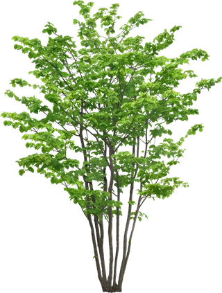 高清树木素材 免抠PSD植物素材 美术绘画园林贴图 树草灌木花草