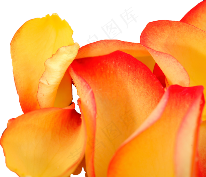 花瓣花朵免扣图片 