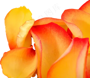 花瓣花朵免扣图片  花瓣花朵免扣图片