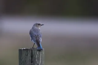 蓝色鸟休憩图片