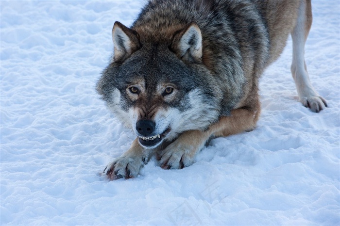 准备攻击状态的野生动物狼图片