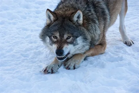 准备攻击状态的野生动物狼图片 准备攻击状态的野生动物狼图片