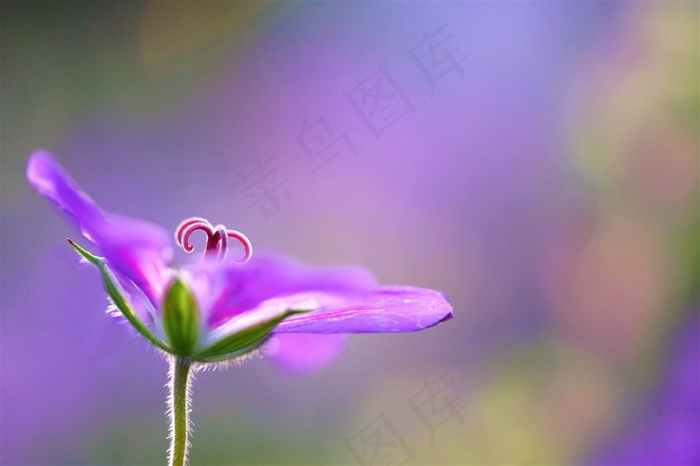唯美紫色高清鲜花图片