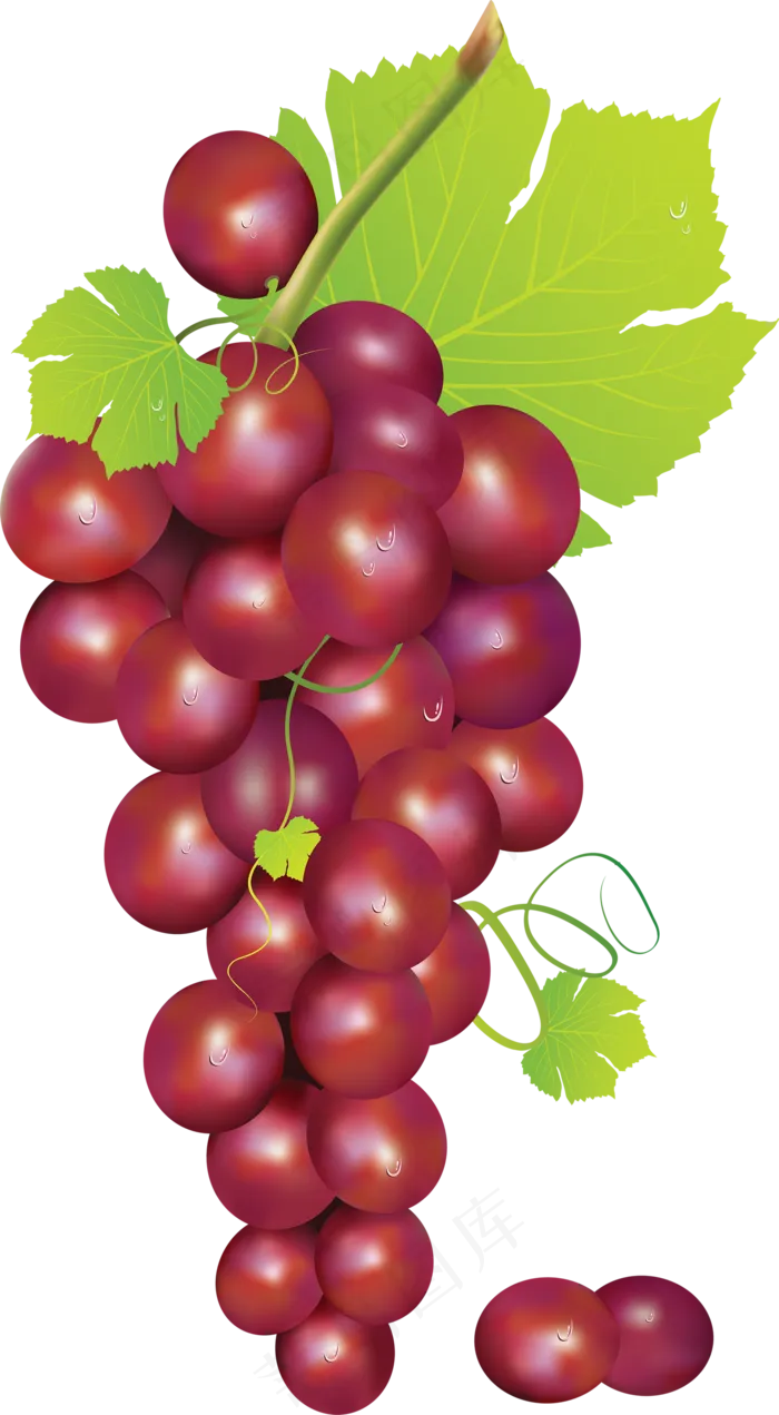 葡萄免抠素材 (37)