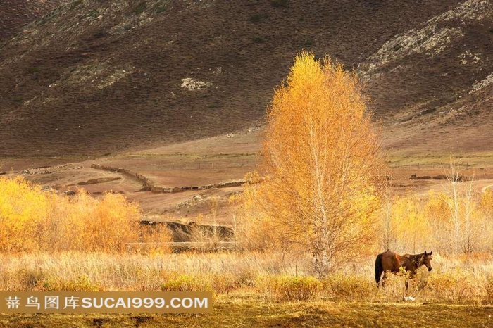 黄色树林与动物
