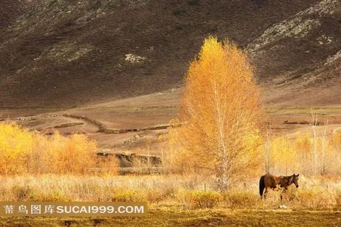 黄色树林与动物