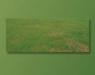 绿色草地背景图片